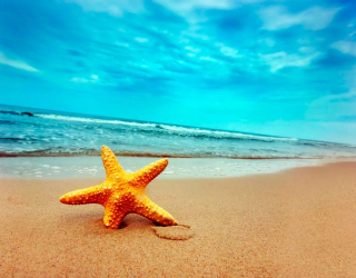 Фотообои Пляж, морская звезда 0515