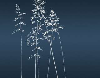 Фотообои Сушеные цветы на синем фоне 34325