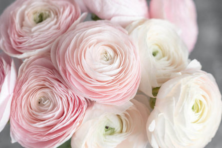 Фотошпалери Рожеві рунункюлусы