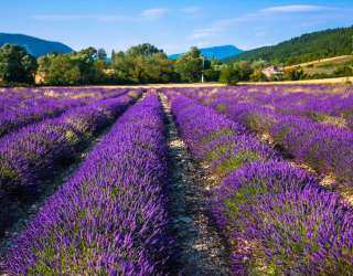 Фотошпалери поле квітів 20700