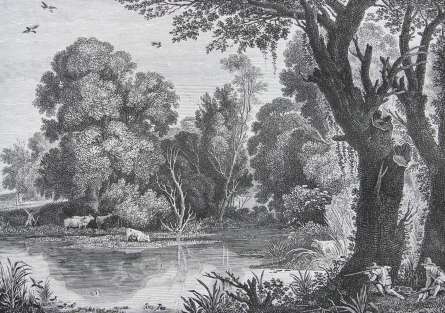 Фотообои Деревья гравюра Фотообои Деревья гравюра