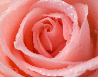 Фотошпалери Рожево-кремова троянда 7658