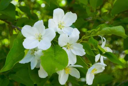 Фотошпалери Чубушник Фотошпалери Чубушник
