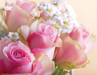 Фотошпалери Рожеві троянди 22373