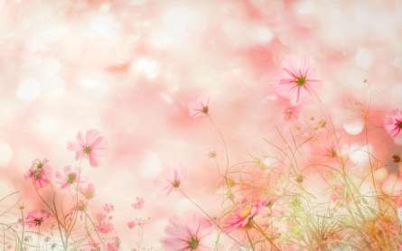 Фотошпалери польові квіточки на сонці Фотошпалери польові квіточки на сонці