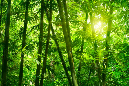 Фотообои Тропическая зелень