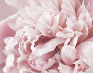 Фотошпалери Півонія макро 32498