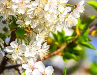 Фотошпалери бджола на квіточках 21528