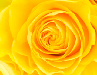 Фотообои Желтая роза крупным планом 10422