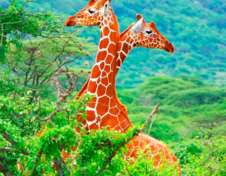 Фотообои Жирафы среди деревьев 8170