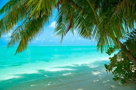 Фотошпалери Тінь від пальмового листя Фотошпалери Тінь від пальмового листя