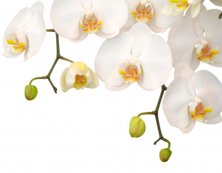Фотообои Орхидеи белые и бутоны 8247