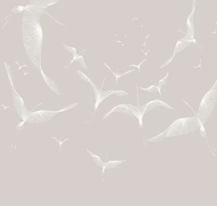 Фотообои птицы на сером фоне Фотообои птицы на сером фоне