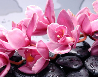 Фотошпалери Орхідеї рожеві гілкою 10679