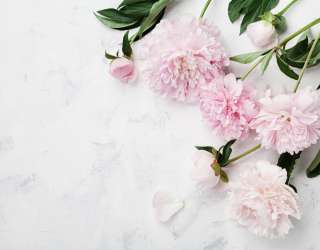 Фотошпалери ніжні півонії 28432