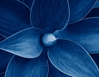 Фотообои синий цветок 26398