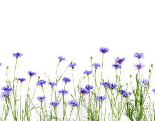 Фотошпалери Волошки сині 26125