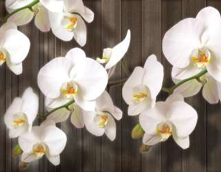 Фотошпалери Білі орхідеї на дереві 20031