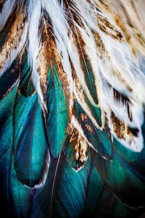 Фотообои Бирюзовые перья