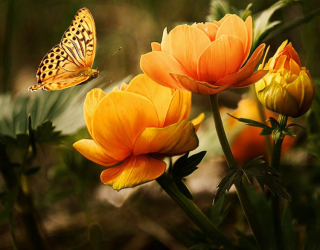 Фотообои бабочка на цветах 28290