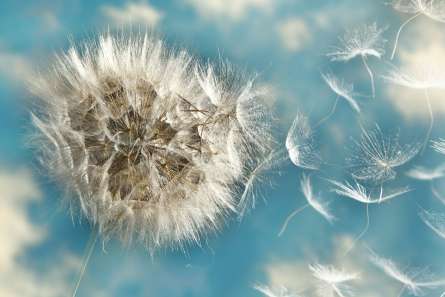 Фотошпалери кульбаби Фотошпалери кульбаби