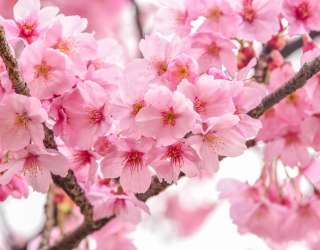 Фотошпалери дві гілки сакури 21571