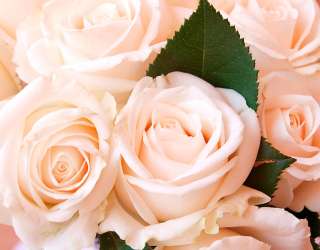 Фотошпалери Троянди 20156