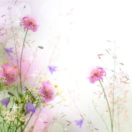 Фотошпалери Квіти, туман