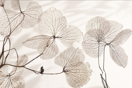 Фотошпалери квіти Фотошпалери квіти