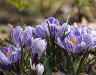 Фотошпалери Крокуси фіолетові 22244