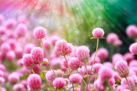 Фотошпалери Рожевий конюшина Фотошпалери Рожевий конюшина