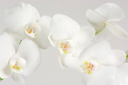 Фотообои Орхидеи белоснежные цветут