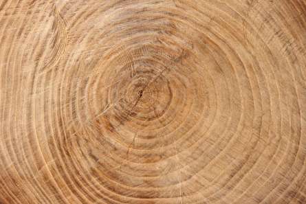 Фотообои Дерево в разрезе