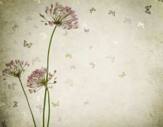 Фотообои Цветы и бабочки 23229