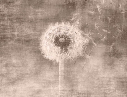 Фотошпалери Кульбаба сепія Фотошпалери Кульбаба сепія