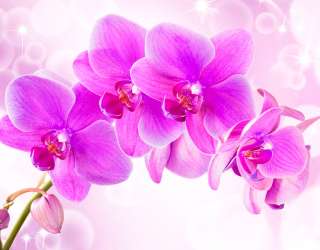 Фотошпалери Орхідеї 20212