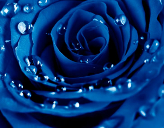 Фотообои Роза ярко-синяя 13994