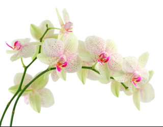 Фотообои Белые в крапинку орхидеи 7624