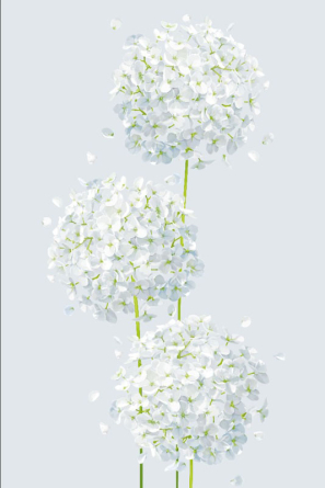 Фотошпалери кульбаби Фотошпалери кульбаби