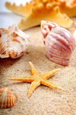 Фотошпалери Пісок і черепашки Фотошпалери Пісок і черепашки