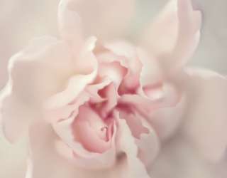 Фотошпалери Макро квітка 22709