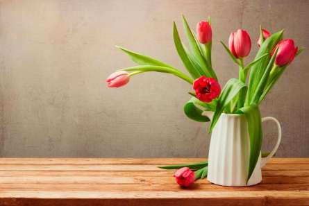 Фотообои Тюльпаны