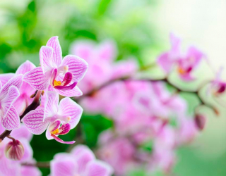 Фотообои Орхидеи сиреневые цветут 1409