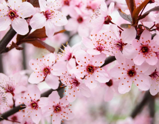Фотообои Цветущее весной деревце 10775