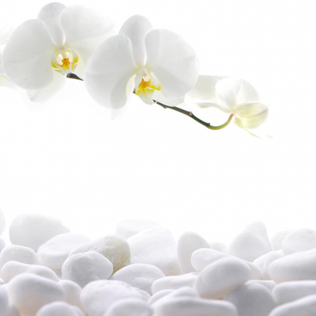 Фотообои Орхидеи белые