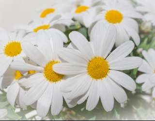 Фотошпалери Білі ромашки 22604