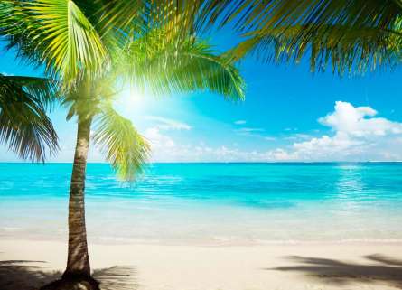 Фотошпалери Пальма в сонячних променях