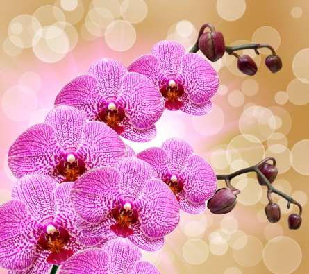 Фотообои Ярко-розовые орхидеи