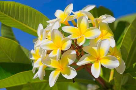 Фотошпалери Жовто-білі квіточки Фотошпалери Жовто-білі квіточки