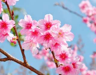 Фотошпалери яскраві рожеві квіточки на дереві 21204